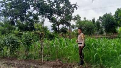 Bhabinkamtibmas Terong Tawah Aktif Dorong Ketahanan Pangan di Tingkat Desa
