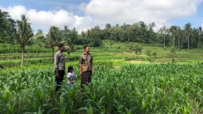 Bhabinkamtibmas Mareje Dukung Petani Jagung di Lembar