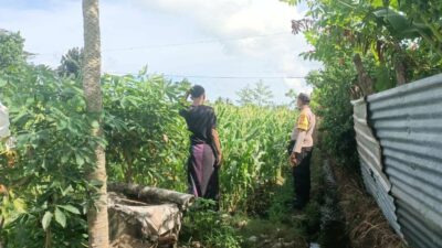 Jagung Bonanza dan Peran Polri dalam Ketahanan Pangan