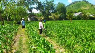 Dari Sekotong untuk Indonesia Budidaya Jagung Perkuat Pangan