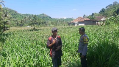 Dukung Swasembada, Polri Sapa Petani Jagung Sekotong Timur