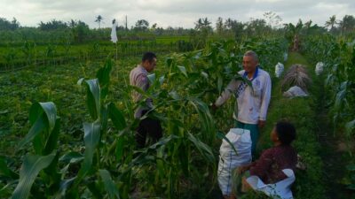 Kuripan Utara Siapkan Pola Tanam Adaptif di Musim Tak Menentu