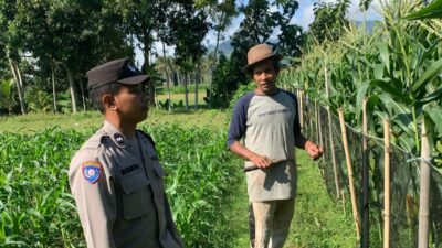 Pekarangan Bergizi, Inisiatif Ketahanan Pangan di Dasan Geres