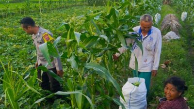 Petani Kuripan Utara Terapkan Inovasi Pertanian Didukung Polri