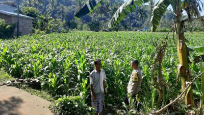 Polisi Sambangi Petani Jagung di Sekotong Timur, Dukung Ketahanan Pangan