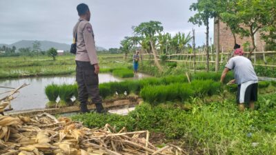 Polri Pantau Langsung Tanam Padi di Desa Lelede, Lombok Barat