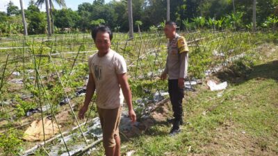 Bhabinkamtibmas Batu Putih Dukung Petani Cabai di Sekotong