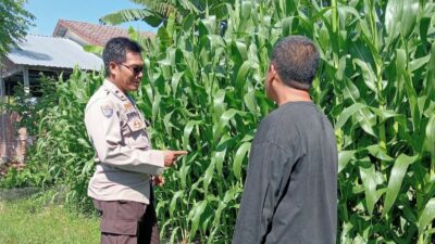 Polsek Lembar Dampingi Petani Jagung di Gunung Gundil