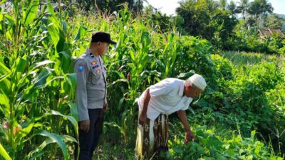 Langkah Strategis Polri Jaga Ketahanan Pangan di Desa Mareje Timur