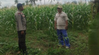 Pemanfaatan Pekarangan dan Jagung Siap Panen, Banyumulek Jadi Contoh Ketahanan Pangan NTB