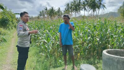 Perkuat Ketahanan Pangan, Polisi Bina Petani Jagung di Sekotong