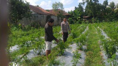 Bhabinkamtibmas Jagaraga Gencarkan Sosialisasi Ketahanan Pangan, Dorong Petani Manfaatkan Lahan