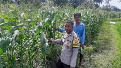 Bhabinkamtibmas Montong Are Dorong Ketahanan Pangan Melalui Pendataan Petani Jagung