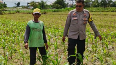 Bhabinkamtibmas Telagawaru Dorong Ketahanan Pangan Warga Paok Kambut