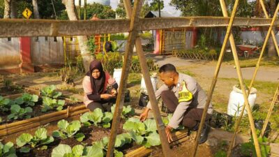 KWT Dusun Pemangket Ubah Pekarangan Jadi Kebun Sayur Produktif di Kuripan Utara
