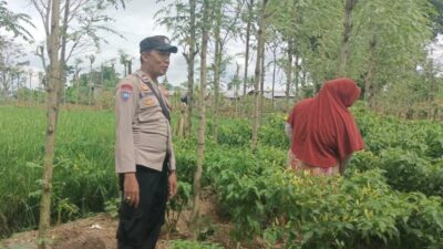 Ketahanan Pangan Dimulai dari Desa, Bhabinkamtibmas Dampingi Petani Cabai di Kediri Lombok Barat