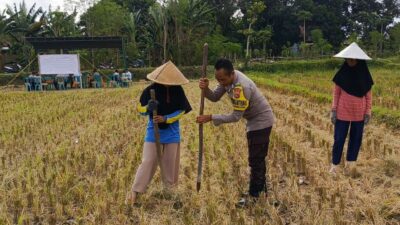 Ketahanan Pangan Dimulai dari Desa, Polsek Kuripan Dampingi Petani Jagung di Iting Langgem