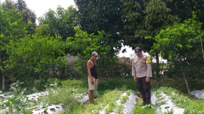 Ketahanan Pangan Dimulai dari Rumah, Inisiatif Bhabinkamtibmas di Desa Jagaraga