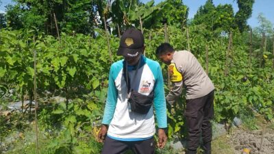 Ketahanan Pangan Diperkuat, Bhabinkamtibmas Gandeng Petani Jagaraga