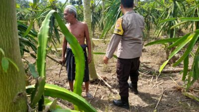 Ketahanan Pangan Diperkuat, Polres Lombok Barat Turun ke Ladang