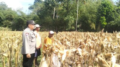 Panen Jagung Sukses di Gerung Selatan, Polri Hadir Jaga Kondusivitas