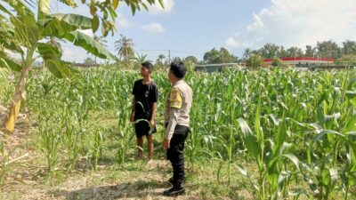 Polisi Desa Cendi Manik Dorong Ketahanan Pangan Lewat Pendampingan Petani Sekotong