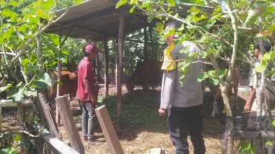 Bhabinkamtibmas Batu Putih Bina Warga Kembangkan Sapi Ternak