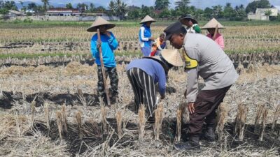 Polri Dukung Swasembada Pangan, Bhabinkamtibmas Montong Are Gandeng Petani
