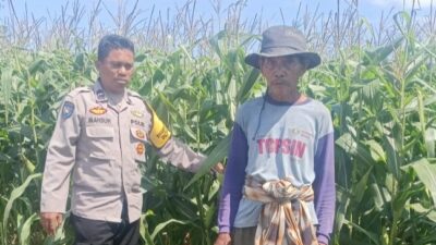 Polsek Gerung Pantau Lahan Jagung Siap Panen di Desa Beleka