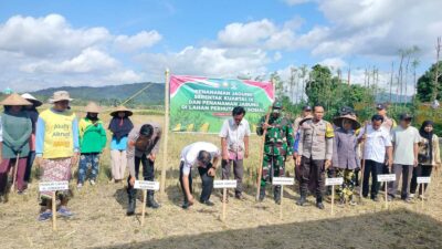 Sinergi Polri, TNI, dan Warga Dukung Swasembada Pangan di Jagaraga, Kuripan