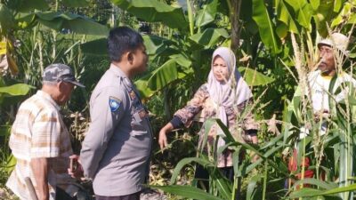 Jagung Jadi Andalan Banyumulek untuk Stabilkan Pangan Lokal
