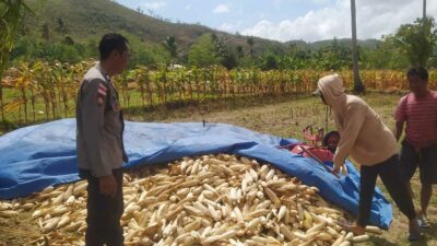 Bhabinkamtibmas Sekotong Dukung Petani Jagung di Desa Batu Putih