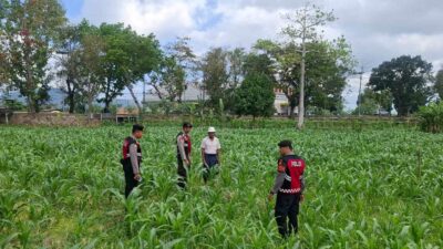 Polres Lombok Barat Dampingi Petani Gerung Utara, Dukung Swasembada Pangan