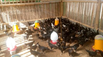 Polri Dorong Swadaya Pangan Lewat Bhabinkamtibmas Desa Jagaraga, Lombok Barat