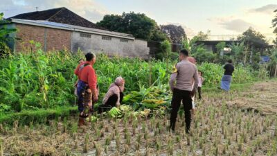 Polsek Kuripan Dukung Ketahanan Pangan di Dusun Pelulan Lewat Sosialisasi ke Petani Jagung