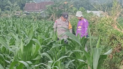 Polsek Lembar Dorong Ketahanan Pangan Lewat Pendampingan Petani Desa Babussalam