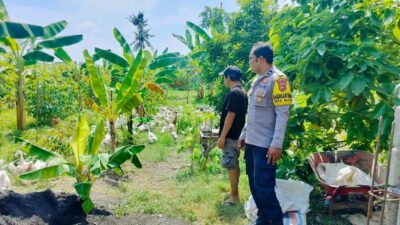 Polsek Lembar Dukung Ketahanan Pangan, Bhabinkamtibmas Beri Semangat Petani Jagung di Eyat Mayang