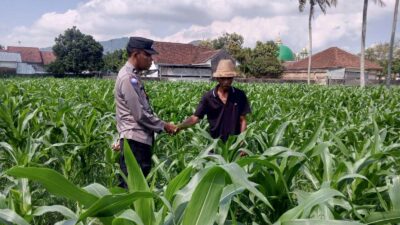Sinergi Polri dan Petani, Panen Jagung di Sekotong Berjalan Aman
