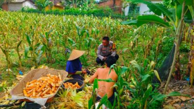 Polisi Sambangi Petani Jagung di Eyat Mayang Lembar, Dorong Ketahanan Pangan Lokal