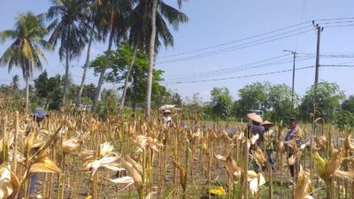 Sinergi Polisi dan Petani pada Panen Jagung Hibrida di Dusun Berambang, Lombok Barat