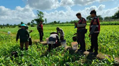 Polres Lombok Barat Turun ke Sawah, Pastikan Produktivitas Jagung di Gerung Terjaga