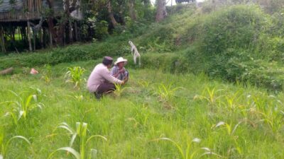 LOMBOK BARAT, NTB – Dalam upaya mewujudkan ketahanan pangan yang kuat di tingkat desa, Bhabinkamtibmas Desa Jagaraga, Aiptu I Gede Dodit, melaksanakan kunjungan silaturahmi ke Dusun Dasan Geres Pande, Kecamatan Kuripan, Lombok Barat. Kunjungan pada Minggu, 21 September 2025 ini bertujuan untuk mensosialisasikan pentingnya program ketahanan pangan kepada warga binaan, khususnya Bapak Nasri, dengan fokus pada pemanfaatan lahan produktif. Kegiatan yang dimulai pukul 11.00 WITA ini disambut baik oleh Bapak Nasri dan warga setempat. Aiptu Gede Dodit berinteraksi langsung dan memberikan edukasi tentang cara-cara efektif mengoptimalkan lahan yang mereka miliki, baik pekarangan rumah maupun lahan kosong, untuk ditanami tanaman pangan, beternak, atau budidaya perikanan. Inisiatif ini merupakan bagian dari komitmen Polri dalam mendukung program pemerintah untuk memperkuat fondasi ekonomi masyarakat, khususnya di sektor pertanian. Mendorong Produktivitas Lahan Melalui Tanaman Jagung Dalam kunjungannya, Aiptu Gede Dodit secara spesifik mengajak Bapak Nasri untuk menanam jagung di lahannya yang berlokasi di RT. 01 Dusun Dasan Geres Pande. Jagung dipilih karena merupakan salah satu komoditas pangan pokok yang memiliki nilai ekonomis tinggi dan relatif mudah dibudidayakan. Aiptu Gede Dodit menekankan bahwa pemanfaatan lahan untuk menanam jagung tidak hanya akan memenuhi kebutuhan pangan keluarga, tetapi juga dapat meningkatkan pendapatan jika hasilnya melimpah. “Kami datang ke sini untuk mengajak Bapak Nasri dan warga lainnya agar tidak menyia-nyiakan lahan yang ada. Dengan menanam jagung, misalnya, kita bisa berkontribusi langsung pada ketahanan pangan keluarga dan bahkan desa,” ujar Aiptu I Gede Dodit. Ia menambahkan bahwa upaya ini sejalan dengan program pemerintah pusat dalam menghadapi tantangan pangan global. Warga Antusias Dukung Program Ketahanan Pangan Respons positif datang dari warga binaan, Bapak Nasri, yang menyatakan kesiapannya untuk mendukung program ini. Menurutnya, inisiatif dari Bhabinkamtibmas ini sangat membantu masyarakat dalam melihat potensi lahan yang selama ini mungkin belum tergarap optimal. “Saya sangat berterima kasih atas kunjungan Bapak Bhabinkamtibmas. Kami siap mendukung program ini. Selama ini lahan memang ada, tapi kami belum tahu harus mulai dari mana. Dengan arahan ini, kami jadi lebih termotivasi,” ungkap Bapak Nasri. Ia berharap, kegiatan serupa dapat terus dilakukan untuk memberikan pendampingan dan motivasi kepada petani lainnya. Polisi Hadir untuk Masyarakat Kapolsek Kuripan, Ipda I Wayan Eka Ariyana, S.H., menjelaskan bahwa kegiatan yang dilakukan oleh Bhabinkamtibmas Aiptu I Gede Dodit merupakan wujud nyata dari peran Polri sebagai pengayom, pelindung, dan pelayan masyarakat. Ia menegaskan bahwa tugas polisi tidak hanya terbatas pada penegakan hukum, tetapi juga mencakup pembinaan masyarakat di berbagai sektor. “Kunjungan Bhabinkamtibmas ke warga binaan adalah salah satu cara kami menjalin komunikasi dan silaturahmi yang erat. Kami ingin memastikan masyarakat merasa dekat dengan kami dan tahu bahwa kami selalu siap membantu, termasuk dalam hal peningkatan kesejahteraan melalui program ketahanan pangan,” kata Ipda I Wayan Eka Ariyana. Menguatkan Fondasi Ekonomi Desa Hasil dari kegiatan ini tidak hanya terwujud dalam bentuk kesepakatan dan dukungan, tetapi juga dalam terjalinnya hubungan silaturahmi dan komunikasi yang lebih baik antara pihak kepolisian dan masyarakat. Melalui pendekatan humanis ini, program pemerintah terkait ketahanan pangan dapat tersampaikan dengan lebih efektif dan diterima dengan tangan terbuka oleh warga. Upaya kolaboratif antara aparat dan masyarakat menjadi kunci utama dalam membangun desa yang mandiri dan memiliki ketahanan ekonomi yang kuat. Dengan semakin banyaknya lahan produktif yang dimanfaatkan, diharapkan kesejahteraan petani di Lombok Barat akan meningkat, dan pasokan pangan lokal akan lebih terjamin.