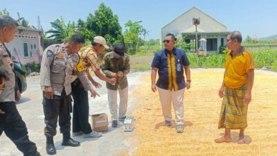 Jagung Desa Beleka dengan Kadar Air 10,3 KA Siap Serap Bulog NTB
