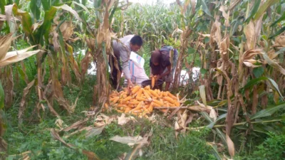 Sinergi Polri dan Warga Desa Jagaraga Bangun Kemandirian Pangan