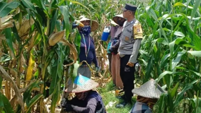 Bhabinkamtibmas Kawal Panen Jagung, Petani Babussalam Tersenyum Lega