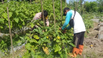 Bhabinkamtibmas Ajak Warga Optimalkan Pekarangan untuk Ketahanan Pangan