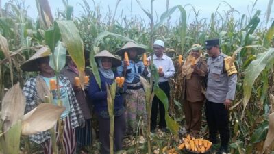 Panen Jagung di Babussalam, Polri Jadi Sahabat Petani Lombok Barat