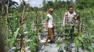 Benteng Pangan Mikro: Bhabinkamtibmas Motivasi Warga Lombok Barat Garap Lahan Produktif