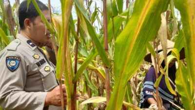 Sinergi Polri dan Petani, Jaga Stabilitas Pangan di Lombok Barat