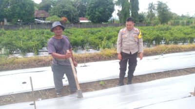Aksi Nyata Bhabinkamtibmas Lombok Barat Dukung Ketahanan Pangan Nasional